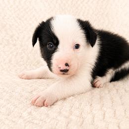 Bear - Male - Black and white male Border Collie puppy in Avery, Texas from Willa Creek Border Collies