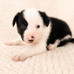 Bear - Male - Black and white male Border Collie puppy in Avery, Texas from Willa Creek Border Collies