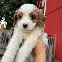 Ghost - Blenheim male Cavapoo puppy in Bloomfield, New York from Campbell Cavapoos