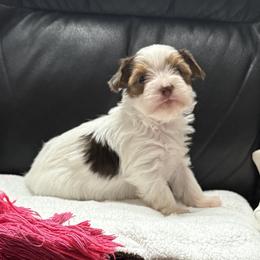 Ariel AKC - Chocolate, tan and white female Yorkshire Terrier puppy in Labelle, Florida from Chocolate and Parti Yorkies in Florida