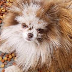Chip - Pomeranian