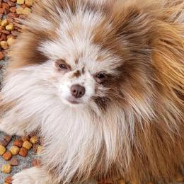 Chip - Pomeranian