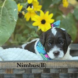 Nimbus - Chocolate male Australian Labradoodle puppy in Citrus Heights, California from Elite Blend Labradoodles