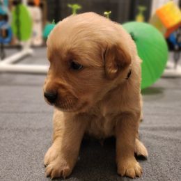 Boy 1 - Black - Dark golden male Golden Retriever puppy in North Logan, Utah from Twin Canyon Retrievers