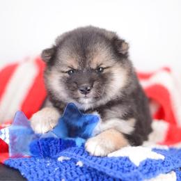 Fumina - Wooly Red Headed Black and Tan Girl - Black and tan female Shiba Inu puppy in Neosho, Missouri from Sunny Terrace Shibas