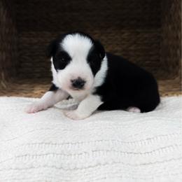 Jack - Black tri-color male Australian Shepherd puppy in Unionville, Iowa from Soap Creek Kennels