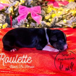 Roulette - Black tri female Miniature Australian Shepherd puppy in Apache Junction, Arizona from Circle T Mini Aussies