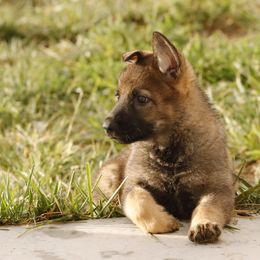 German Shepherd Puppies from Vom Haus Denfors K9