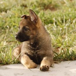 German Shepherd Puppies from Vom Haus Denfors K9