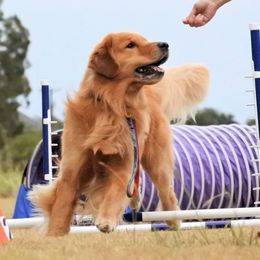 Golden Retriever All Grown Up from Firefly Cottage Golden Retrievers