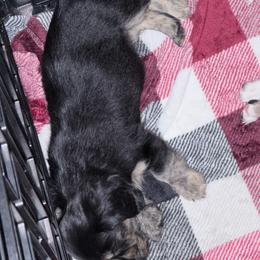 Justice - Black and cream female Dachshund puppy in Homosassa, Florida from SAN’S Dachshunds