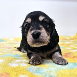Black and cream male - Black and cream male Dachshund puppy in Belle Rive, Illinois from Akin's Miniature Dachshunds, LLC