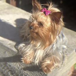 Penny - Yorkshire Terrier