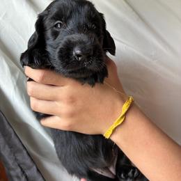 Eleanor - Black female Flat-Coated Retriever puppy in Park Rapids, Minnesota from Catori