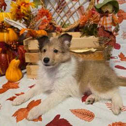 Sugar Bear - Sable merle and white female Shetland Sheepdog puppy in Altha, Florida from Hill Top Shelties