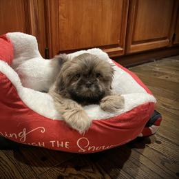 Shih Tzu Puppies from Lavender Lane Tzus