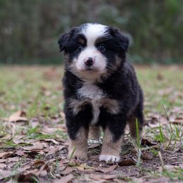Minerva - Black tri female Miniature Australian Shepherd puppy in Lacombe, Louisiana from Indigo River Toy & Mini Aussies