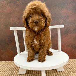 Johnny - Red male Cockapoo puppy in Beresford, South Dakota from DAKOTA DOOD RANCH