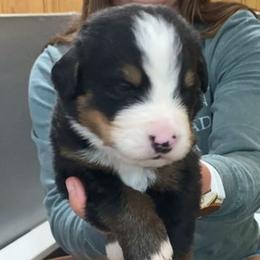 Red Collar Male - Black rust and white male Bernese Mountain Dog puppy in Bristol, Tennessee from Holston Hollow Farm