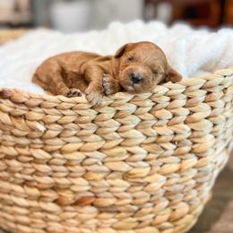 Root Beer - Red  male Goldendoodle puppy in Sulphur, Louisiana from Curly Q’s Of Carlyss