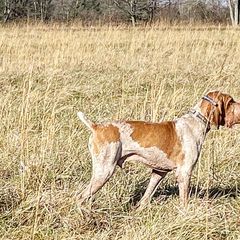 Bracco Italianos from Prime Time Gun Dogs