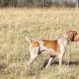 Bracco Italianos from Prime Time Gun Dogs