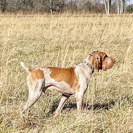 Bracco Italianos from Prime Time Gun Dogs