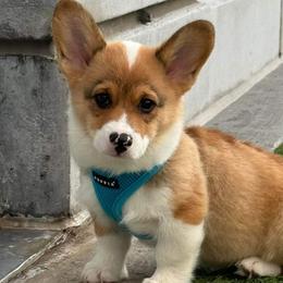 Sundance - Sable Pembroke Welsh Corgi puppy in Purcellville, Virginia from Rhone River Farm Pembroke Welsh Corgis