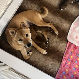 Kura - Shiba Inu
