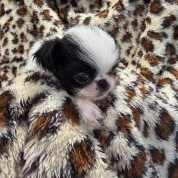 Boy 2 - Black and white male Japanese Chin puppy in Little Rock, Arkansas from Montra Japanese Chin & Cavalier King Charles Spaniels