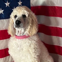 Venus Nick name - White female Poodle puppy in Ainsworth, Nebraska from Cedar Grove Standard Poodles