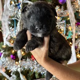 Red (Noel) - Brindle female Bouvier des Flandres puppy in Ashtabula, Ohio from Beulah Bouviers and Havanese