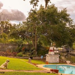 Golden Retriever Puppies from Suncoast Goldens