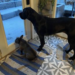 French Bulldog Puppies from The Frenchie Ravine Connection LLC