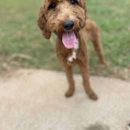 Millie - Goldendoodle