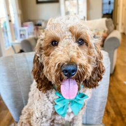 Olive - Goldendoodle