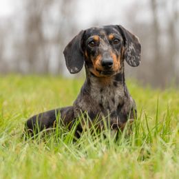 Whiskey - Dachshund