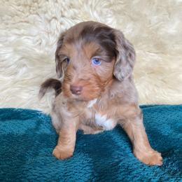 Tanzanite - male Australian Mountain Doodle puppy in Port Orchard, Washington from Yukon Harbor Doodles