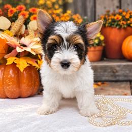 Cooper 3750 - Black tan and white male Biewer Terrier puppy in Douglas, Georgia from South Georgia Yorkies and Biewers
