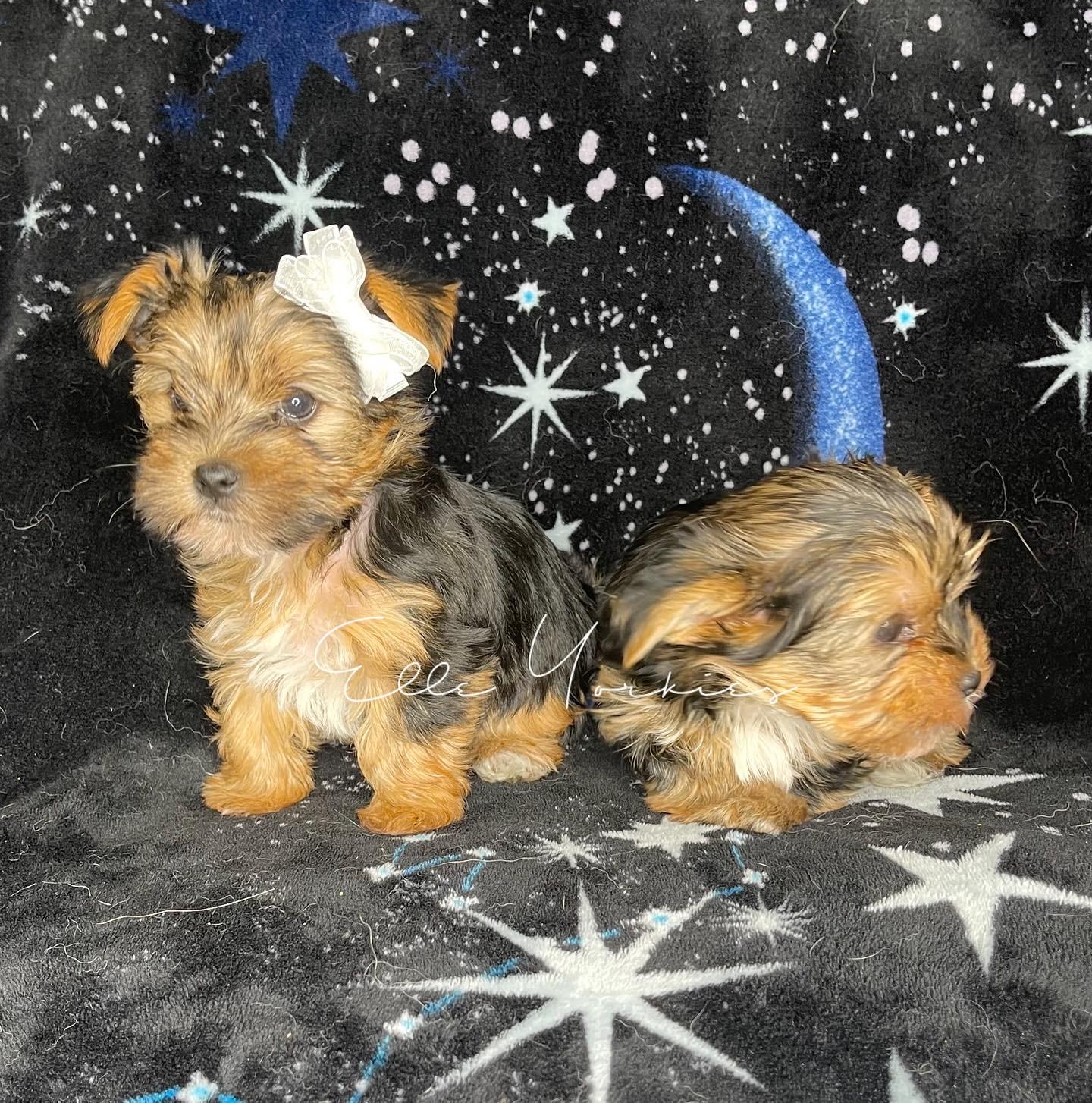 Elle Yorkies in Connecticut Yorkshire Terrier puppies Good Dog