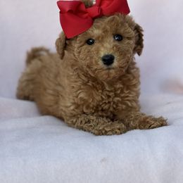 Sydney - Red  female Goldendoodle puppy in Lancaster, Kentucky from Dream Paws Puppies, LLC