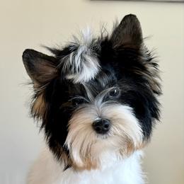 Biewer Terrier Puppies from Stone Mountain Dogs