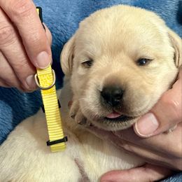 Yellow Collar - Yellow female Labrador Retriever puppy in Ocala, Florida from SoFlo Labradors