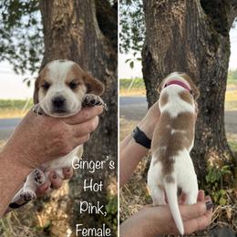 Girl 1 - female Beagle puppy in Brownsville, Oregon from Beagles on the Run
