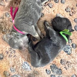 Lori - Blue female French Bulldog puppy in Philadelphia, Pennsylvania from Kiki Leigh Frenchies