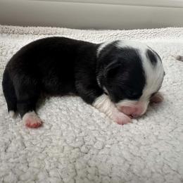 Pearl - Black and white female Cardigan Welsh Corgi puppy in Kerens, West Virginia from Leather & Lace