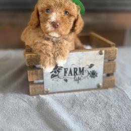 Boy6 - Red male Cockapoo puppy in Connersville, Indiana from MoonShine Babies