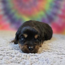 Willie - Black tri male Miniature Australian Shepherd puppy in Church Hill, Tennessee from Hippie Dog Haven