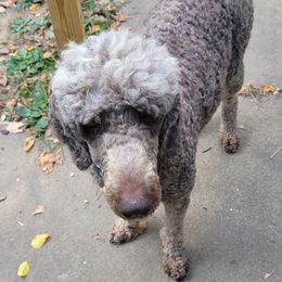 Cocoa - Goldendoodle