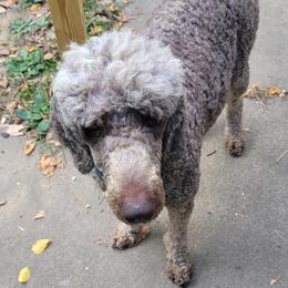 Cocoa - Goldendoodle